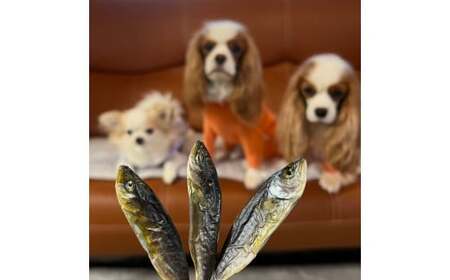 犬猫用 ペットフード 無添加 ・ 無塩 小ブリ 素干し 30g×8袋 ［1636］