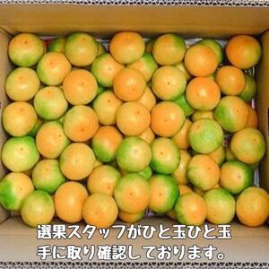 有田みかん 由良早生S～Lサイズ混合 約5kg 【2026年発送 先行予約】