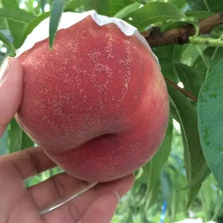 人気ゴールデン番組で話題沸騰!桃通が好む硬甘桃お試し約1kg8月下旬より発送【配送不可地域：離島・北海道・沖縄県・中国・四国・九州】【1410780】