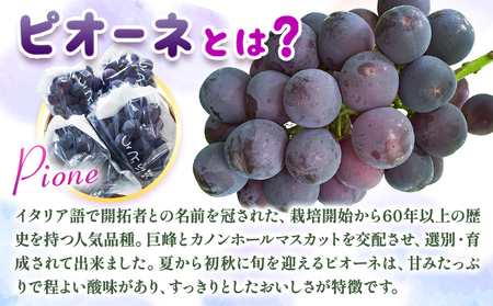 紀州和歌山産 ピオーネ 約2kg ﾋﾟｵｰﾈ