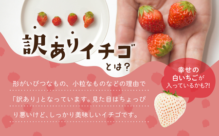 訳ありいちご 約2kg 250g×8P ジャム用 苺