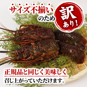  伊勢海老 800g 訳あり むき身 冷凍 【伊勢えび エビ】