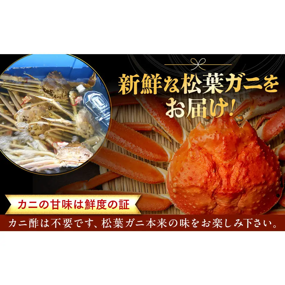 【ボイル】タグ付き 松葉ガニ  特大1枚（900g～1kg前後）  | 松葉 カニ 訳あり活 特大 美味しさに 訳あり 不揃い でないたっぷり 【着日指定不可】　※2026年11月上旬～2027年3月下旬頃に順次発送予定