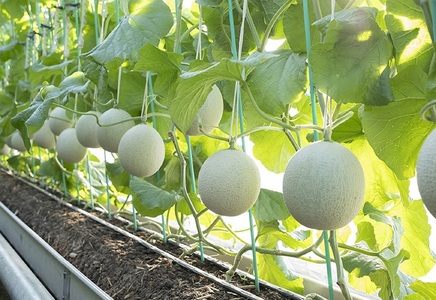 a16-148　メロン 温室 アローマ 果物 ハウス 白等級 1玉 GABA