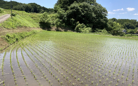 M-AE41.【白米】桜井市粟原産 ヒノヒカリ 5kg