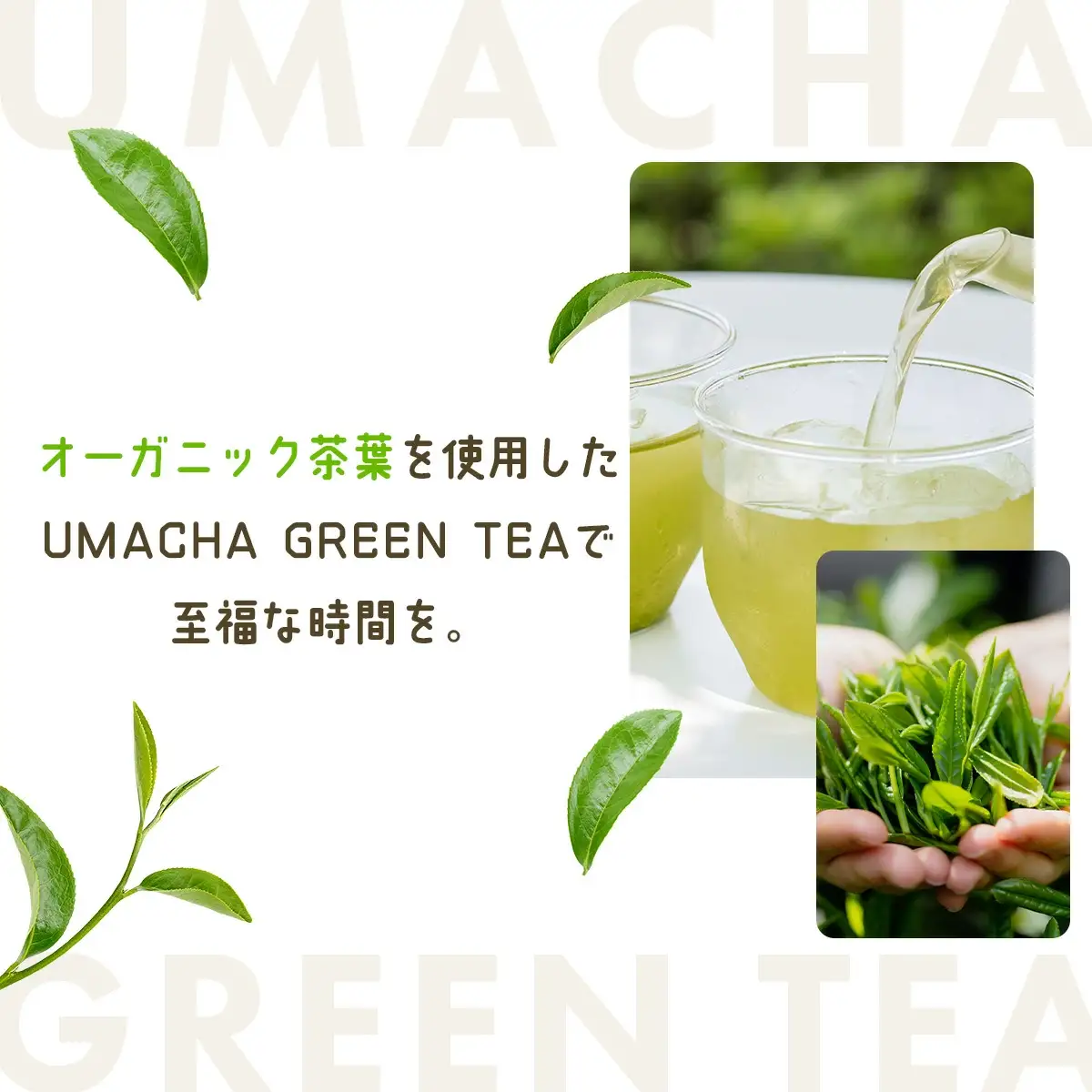 【ORGANIC TEA】No.7 オーガニック緑茶　50P5721
