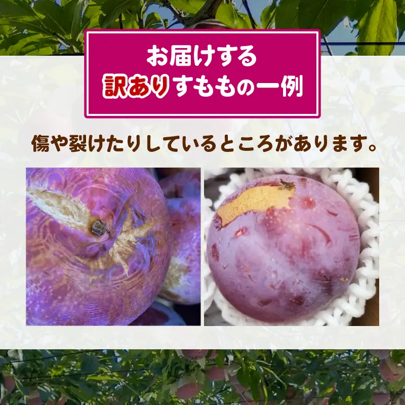 【訳あり】童夢のすもも「貴陽」化粧箱 10～11玉（約1.1～1.4kg）【2026年発送】（DOM）A05-141 すもも フルーツ