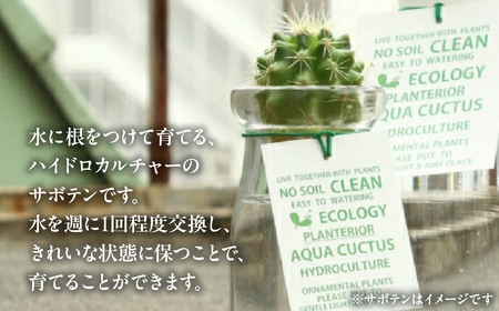 ハイドロカルチャー 観葉植物 アクアカクタスS 2鉢セット サボテン 土無し インテリア 緑 グリーン 植物 簡単 初心者 かわいい 自然 おしゃれ 送料無料 Green Walk グリーンウォーク 愛知県 豊橋市