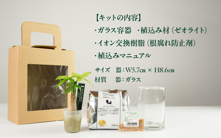 ハイドロカルチャー 観葉植物 パキラ スタートキット 土無し インテリア 緑 グリーン 植物 簡単 初心者 かわいい 自然 おしゃれ 送料無料 Green Walk グリーンウォーク 愛知県 豊橋市