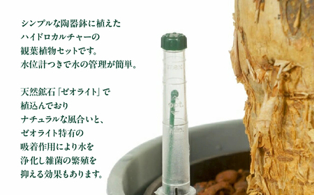 ハイドロカルチャー パキラ モノトーン  グレー 130 陶器鉢 水位計つきセット 陶器鉢 土無し インテリア 緑 グリーン 植物 簡単 初心者 かわいい 自然 おしゃれ 送料無料 Green Walk グリーンウォーク 愛知県 豊橋市