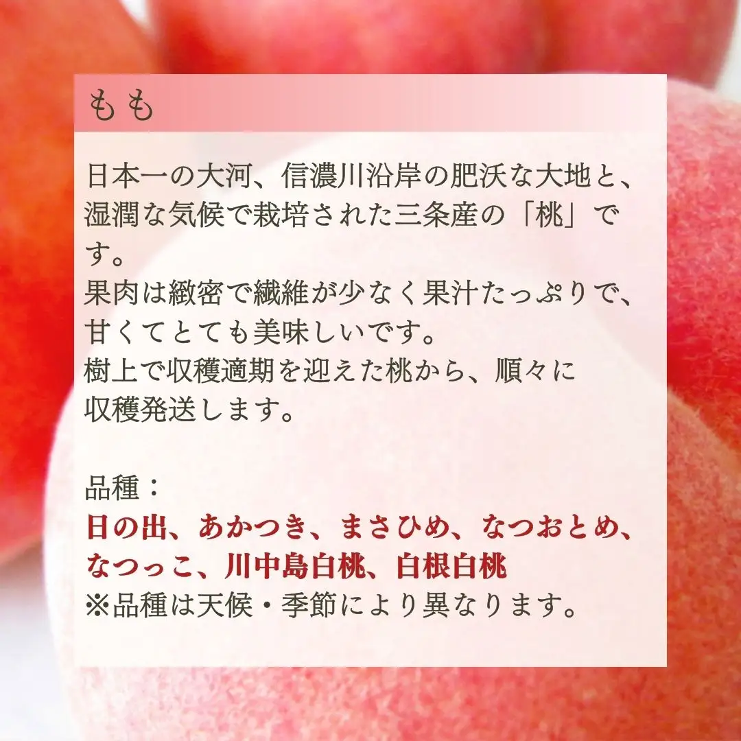 先行予約 フルーツ 定期便 全4回 フルーツ定期便 Aコース (桃2kg、シャインマスカット1房、和梨3kg、ル レクチェ1kg) 令和8年度 新潟県 フルーツ 定期便