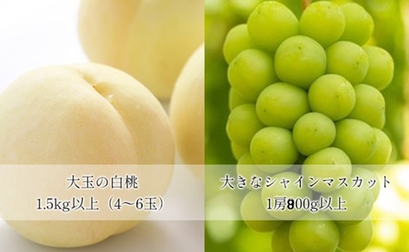 桃 ぶどう 【2026年 先行予約】 晴れの国 おかやま の 白桃 大玉 1.5kg以上(4～6玉) 大きな シャインマスカット 1房800g以上 マスカット ブドウ 葡萄  岡山県産 国産 フルーツ 果物 ギフト