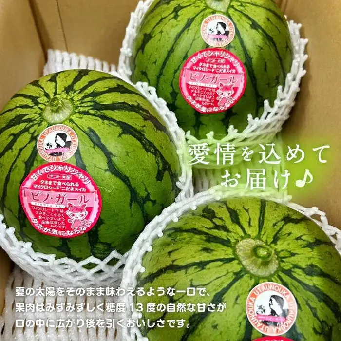 【先行予約】小玉スイカ ピノ・ガール（1玉3kg前後×3玉）※離島不可（北海道、沖縄本島は配送可能）※2026年6月上旬頃～7月上旬頃に順次発送予定 スイカ