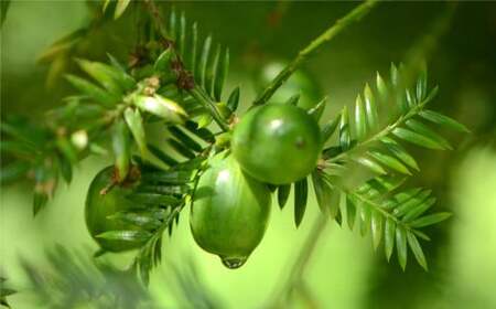 榧の実油100ml 植物油 油 あぶら オイル 天然 榧 かや かやのみ お取り寄せ