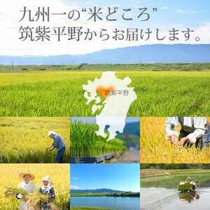 R7年産 玄米 10kg 元気つくし 福岡県産 特A評価 お米 5kg×2袋　米 コメ 福岡県 ご飯 ごはん 国産 国産米 グルメ 食品
