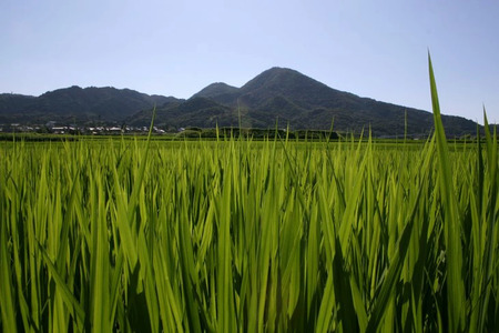 ヒノヒカリ5kgと黒米200gセット(奈良県香芝市産) [3253]