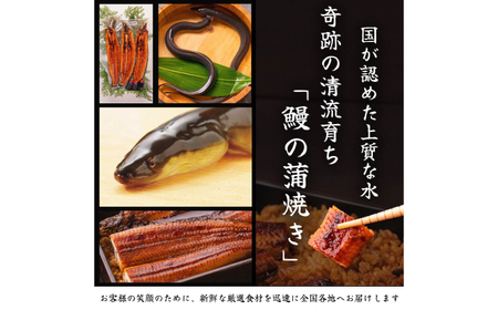 高知県産 うなぎ 長蒲焼2尾 約160g×2 (2?4人前)/ 鰻 ウナギ 土用丑の日 高知産 うなぎ 【土佐黒潮水産】[ATCQ009]