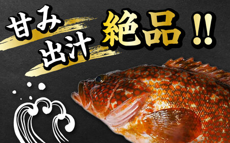 【全12回定期便】【 対馬産 】 アコウ ( キジハタ ) 鍋 セット 500g 水炊き 高級 海鮮 [WAB017]