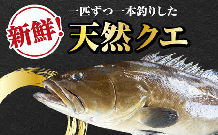 【全12回定期便】【 対馬産 】 天然 クエ 1kg（500g×2）（切り身） 鍋 水炊き 海鮮 クエ 天然クエ [WAB026]