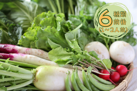 【先行受付・2026年発送】定期便6カ月　有機野菜ちいさな畑セット（Sサイズ　１～２人前）（NK-T521）