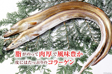 鱧 定期便 カット済み 骨切り 鱧切り身 1.2kg 3回 総計3.6kg [とこ丸 徳島県 北島町 29bj0003]