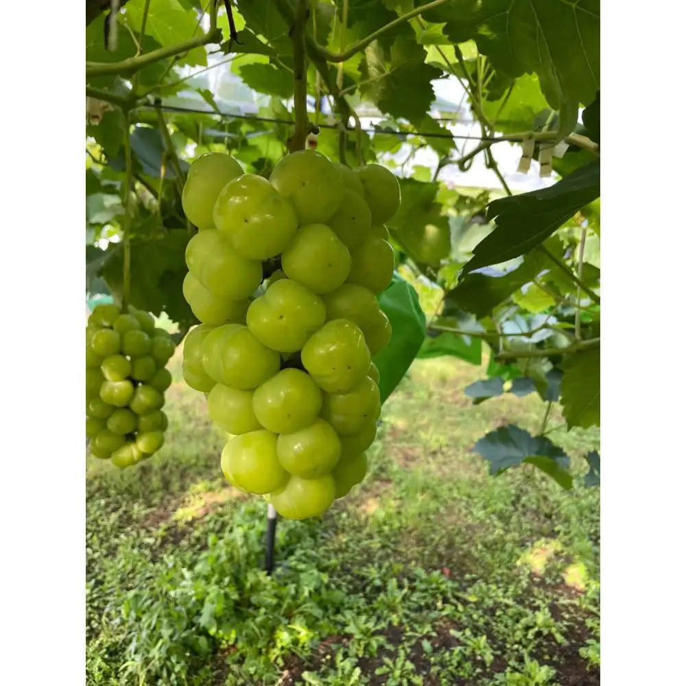 厳選 瀬戸ジャイアンツ 2～3房 合計1.6kg以上 産地直送 朝採れ ぶどう 葡萄 Kawahara Green Farm 岡山県産 2026年 | ぶどう 