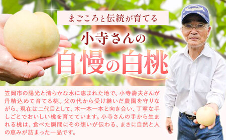 小寺さんの旬の白桃 2kg 6～8玉 小寺壽夫 桃
