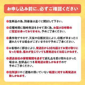 【2026年先行予約】野口農園 高糖度 とうもろこし「ドルチェドリーム」15本 
