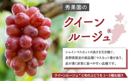 【先行受付2026年発送】クイーンルージュ（R)と旬のおすすめ2〜4種セット（合計3〜4房、約2kg）｜秀果園　※2026年9月中旬以降発送予定