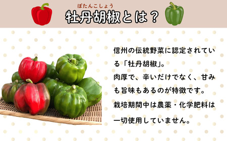 ぼたん胡椒 加工品セット （Aq-003） 長野県 飯山市 おすすめ ランキング おいしい 高評価 大人気 ギフト ぼたん ぼたん 牡丹 牡丹 こしょう こしょう 胡椒 胡椒 