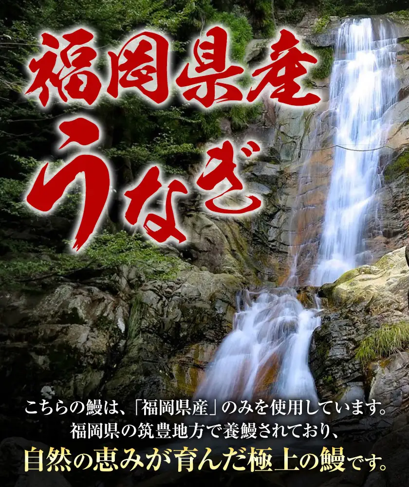 福岡県産 うなぎ 2尾  (1尾当たり：140g-180g) 国産 株式会社HOMIE 《45日以内に出荷予定(土日祝除く)》