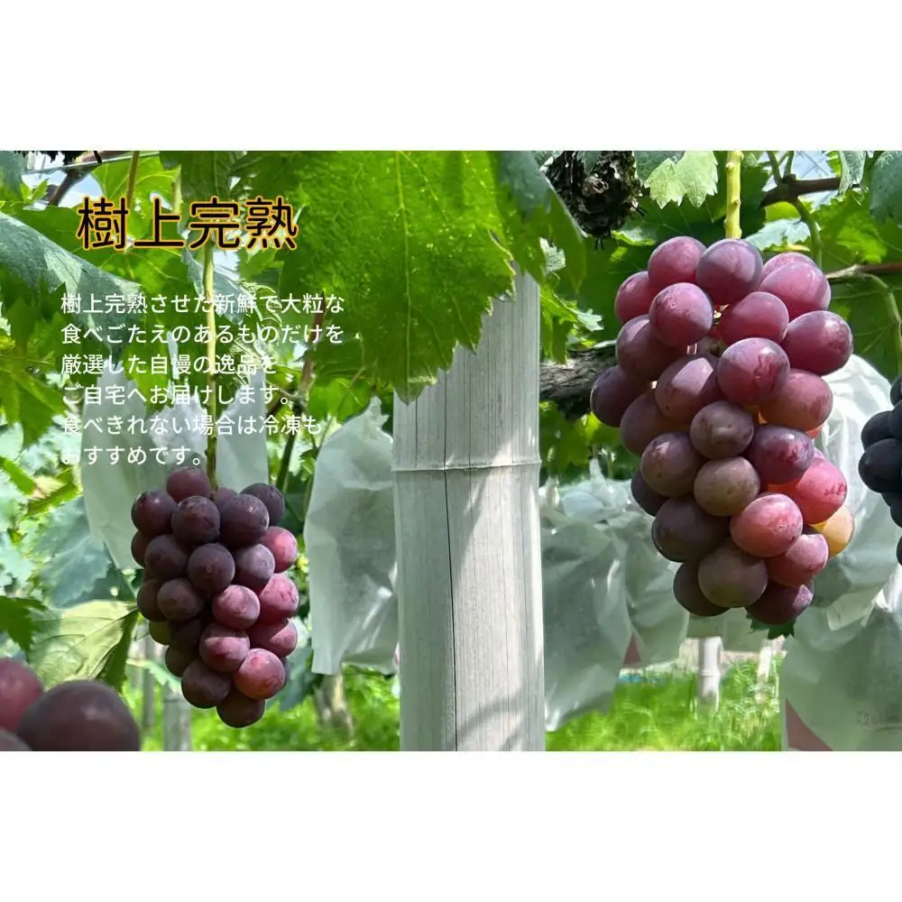 家庭用 ニューピオーネ　2～3房 合計1.4kg以上 産地直送 朝採れ ぶどう 葡萄 岡山 Kawahara Green Farm 2026年 | ぶどう
