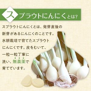 スプラウトにんにく 8片　国産ホワイト六片使用、無農薬、水耕栽培