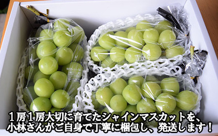 【2026年発送分 先行予約】＼＼農家直送！／／小林農園のシャインマスカット３～４房（2kg前後）　シャイン マスカット シャインマスカット ぶどう 葡萄 ブドウ 果物 くだもの フルーツ ２kg 産地直送 先行予約 先行受付 山梨 やまなし