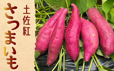 さつまいも(土佐紅) Mサイズ 2kg さつまいも 2026年発送分 野菜 at-0049