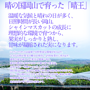ぶどう 2026年予約受付中 シャインマスカット 晴王1房 約600g 7月～8月出荷 人気 岡山