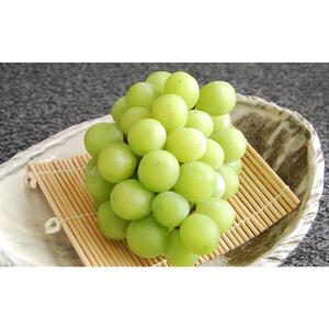 【定期便2回】シャインマスカット 1房 約600g（9月発送）・ 新高梨 4～5玉 約2.5kg（10月発送） | フルーツ 果物 くだもの シャインマスカット マスカット 葡萄 ぶどう ブドウ 梨 なし ナシ 新高梨 岡山県産 国産 ギフト 贈答用 プレゼント シャインマスカット 梨 なし ナシ 新高梨 フルーツ 果物
