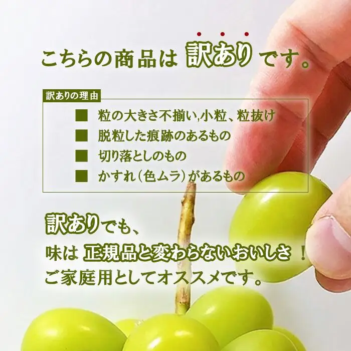 【2026年発送★先行予約】訳あり　シャインマスカット1.5㎏ ※クール便　154-044-26y