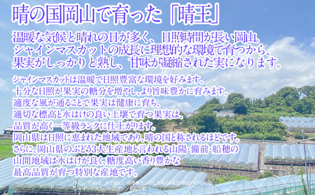 2026年予約受付中 シャインマスカット晴王 7月～8月出荷 2房 約1.4kg  人気 岡山県産 種無し 皮ごと食べる みずみずしい  フレッシュ 晴れの国 おかやま 果物大国 ハレノフルーツ