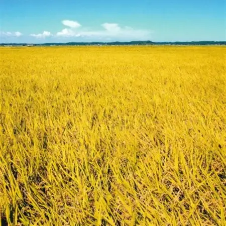 「令和7年産」千葉県産　粒すけ　精米10kg(5kg×2袋)【1584228】
