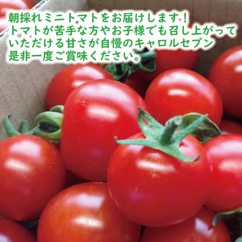高糖度完熟ミニトマト 約2kg 【キャロルセブン】