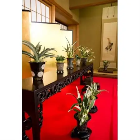 徳川家康公の運気を上げた縁起物!　おもと講座と植え替え体験　【万年青プレゼント!】【1581464】