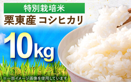 令和7年度産 栗東産 特別栽培米 コシヒカリ 10kg / 栗東市 / レーク滋賀農業協同組合[BIBV004]