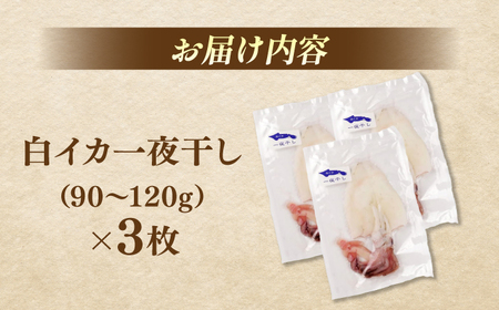 イカ 白イカ(ケンサキイカ)の一夜干し3枚セット 島根県松江市/海ひこ株式会社[ALDY006] イカ イカ