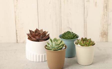 多肉植物 Mサイズ 4鉢 観葉植物 植物 苗 多肉 グリーン プラント 栽培 ガーデニング 園芸