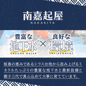 【0165707a】大隅産鰻フレッシュ冷凍(4パック・計約400g・タレ、刷毛付) うなぎ ウナギ 鰻 国産 冷凍うなぎ 蒲焼き たれ はけ ハケ 刷毛 鹿児島 ふるさと 【南嘉起屋】