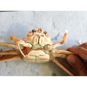 【魚倉】活お任せセコガニ1kgセット