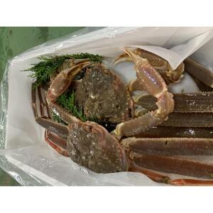 【魚倉】訳あり生松葉ガニ２枚セット