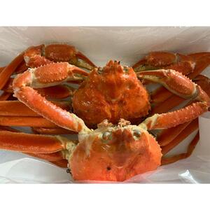 【魚倉】訳ありボイル松葉ガニ２枚セット