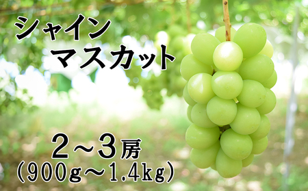 【2026年発送分 先行予約】【２回食べ比べ定期便・別送】シャインマスカット（900g～1.4kg・２～３房）＋ジュエルマスカット（900g～1.4kg・２～３房）　ぶどう シャイン シャインマスカット ジュエルマスカット フルーツ 果物 山梨 やまなし 定期便 食べ比べ 先行予約